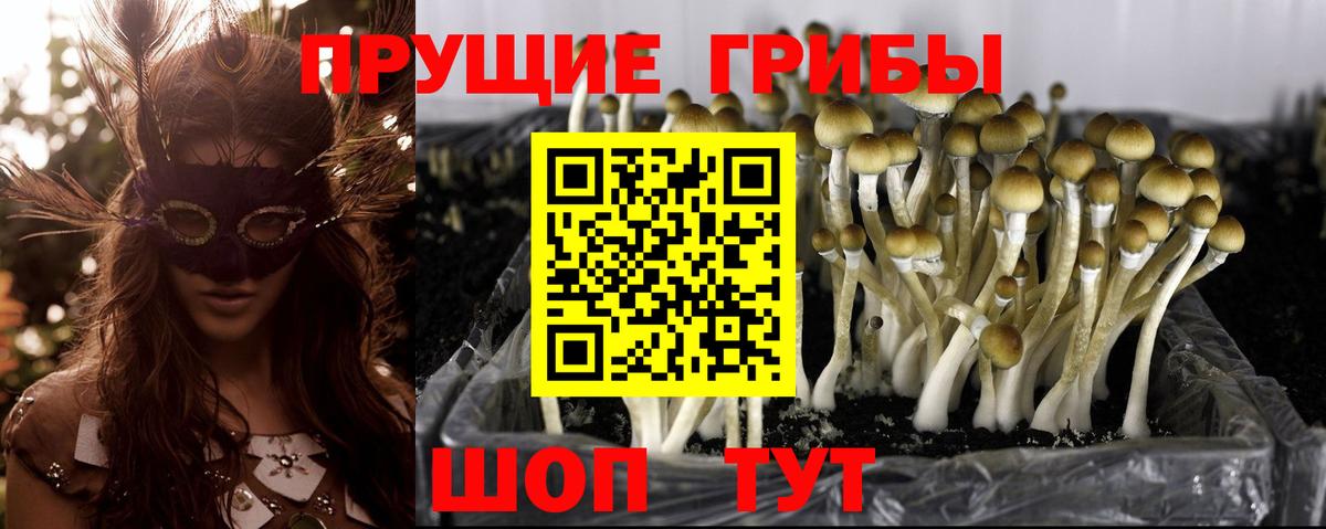 Псилоцибиновые грибы Psilocybine cubensis Вологда
